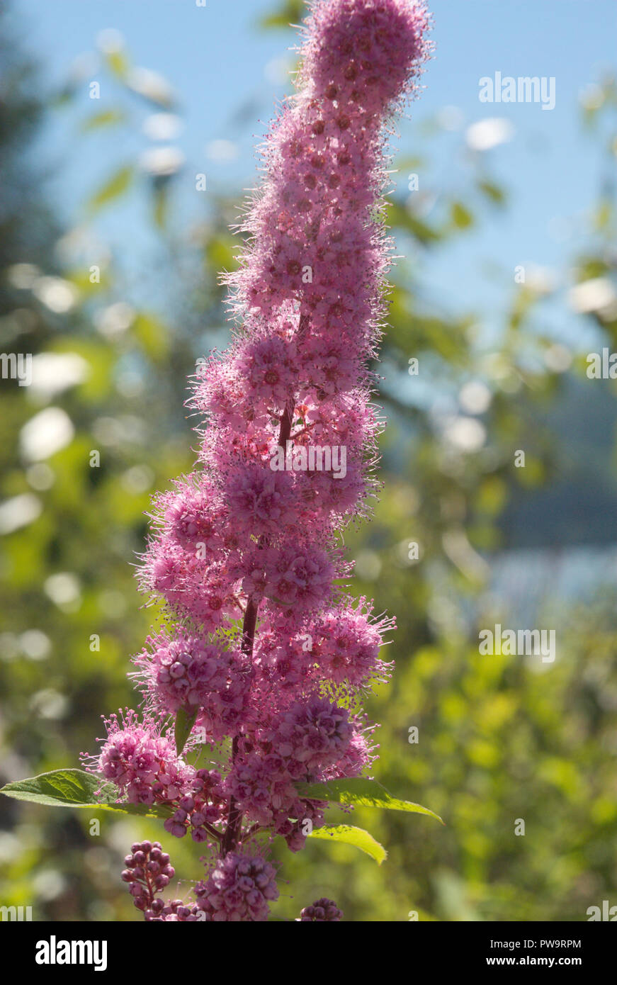 Bc wildflowers hires stock photography and images Alamy