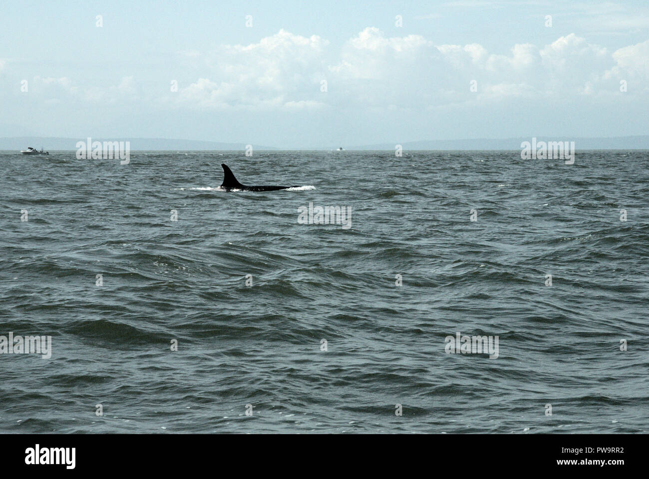 Orka Surfacing, Gulf of Georgia, BC, Canada Stock Photo