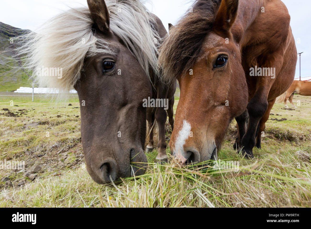 Adult Icelandic horses, Equus ferus caballus, on a farm on the Snæfellsnes Peninsula, Iceland Stock Photo