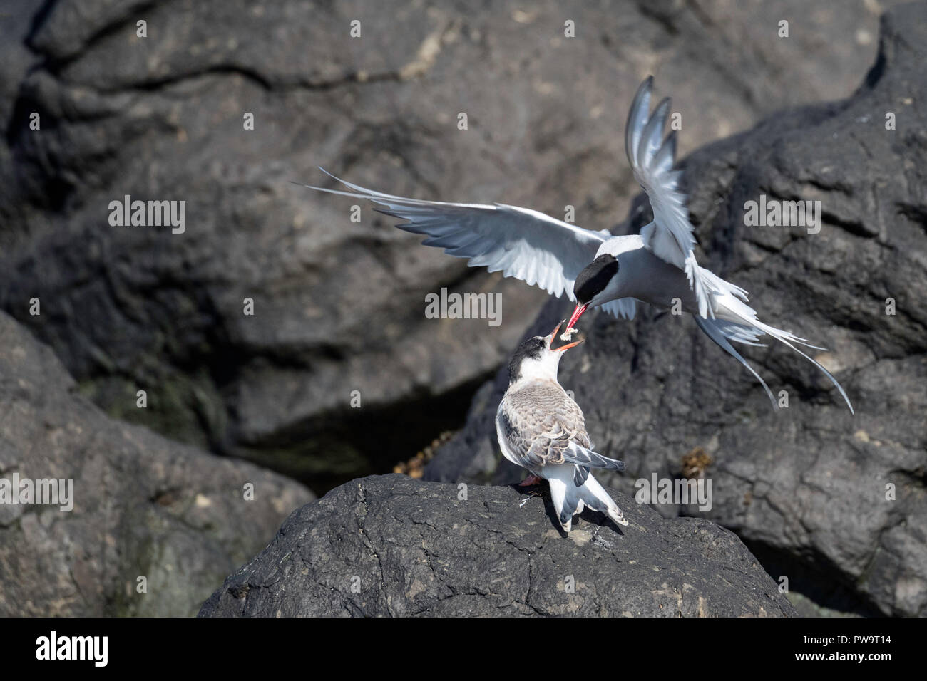 Adult Arctic tern (Sterna paradisaea), and chick, Flatey Island, Iceland Stock Photo