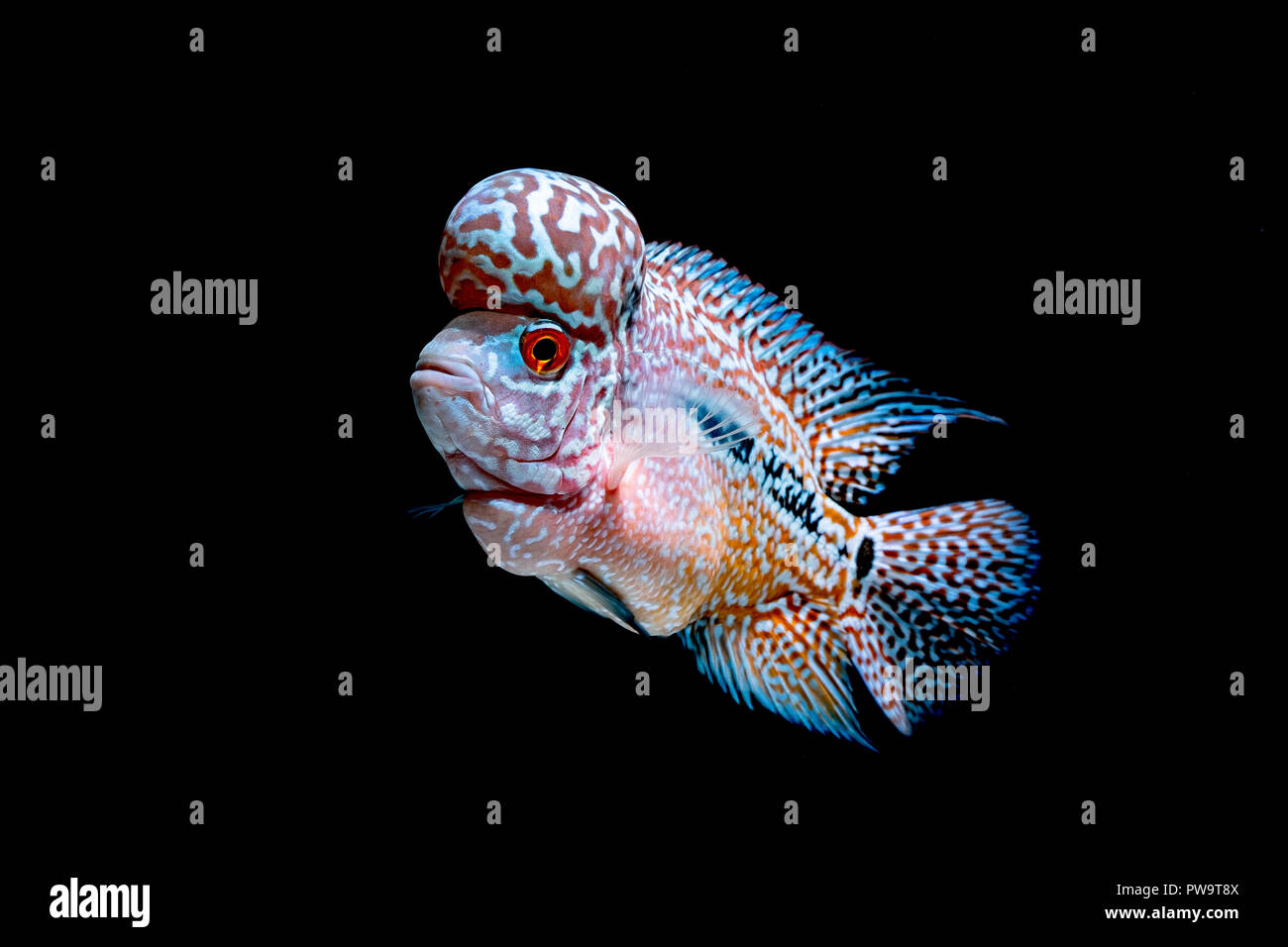 Cichlids fish in beautiful aquariums to come back Stock Photo