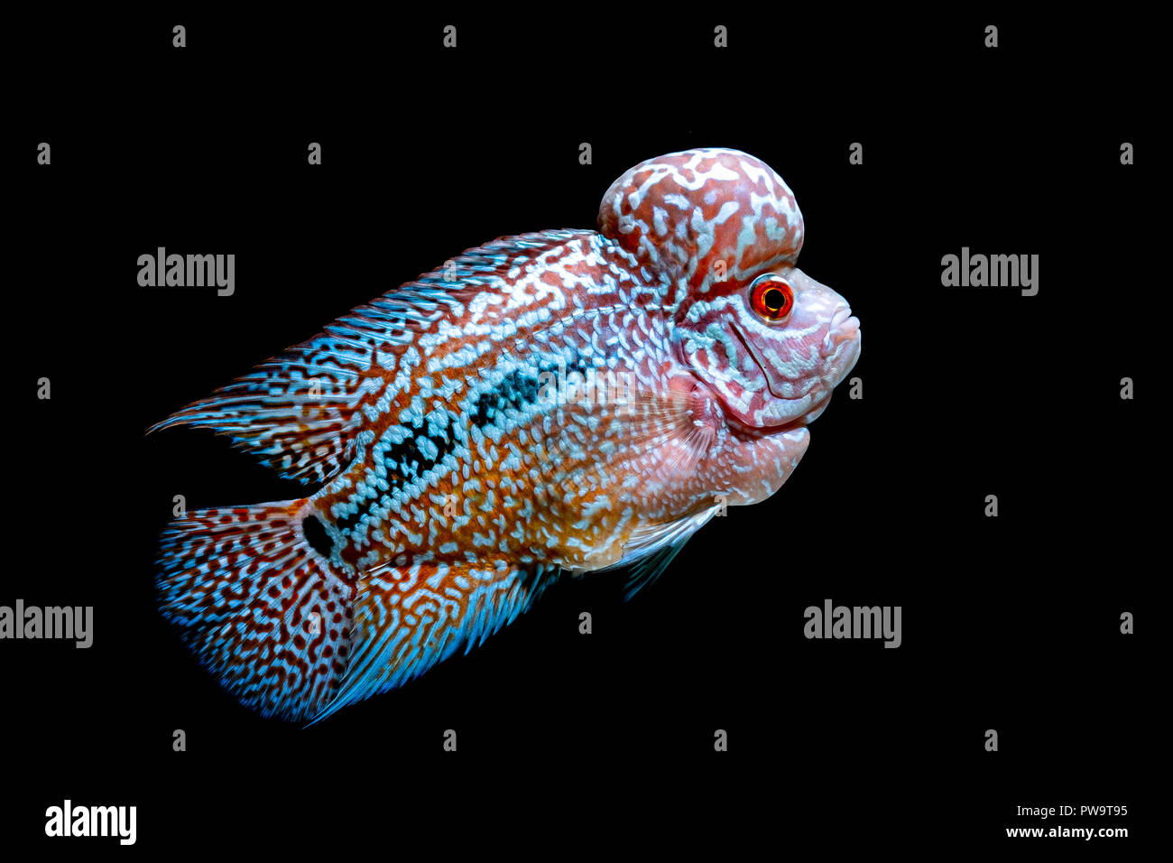 Cichlids fish in beautiful aquariums to come back Stock Photo