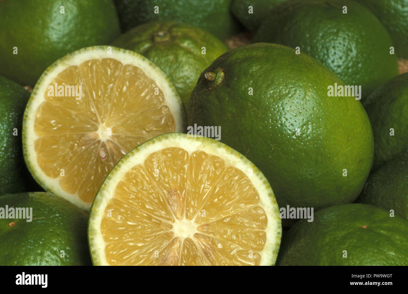 HARVESTED TAHITIAN OR PERSIAN LIMES (CITRUS LATIFOLIA). FULL AND HALVED