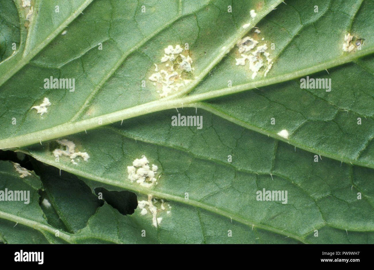 Close up of fungal disease on a turnip leaf (Brassica rapa) Stock Photo