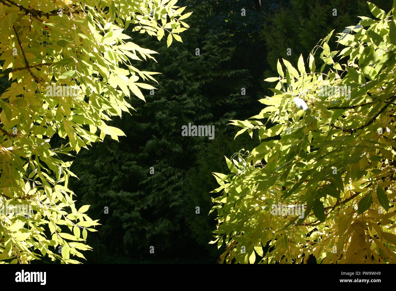 Trees with Autumn colours glowing in the sunlight, New South Wales, Australia Stock Photo