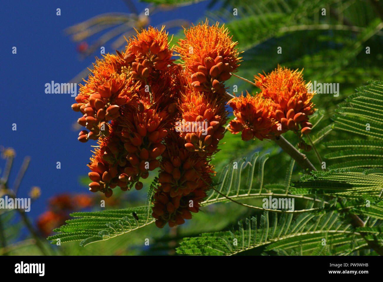 Colvillea racemosa in the Fabaceae family also known by the common name Colville's Glory, Queensland, Australia Stock Photo