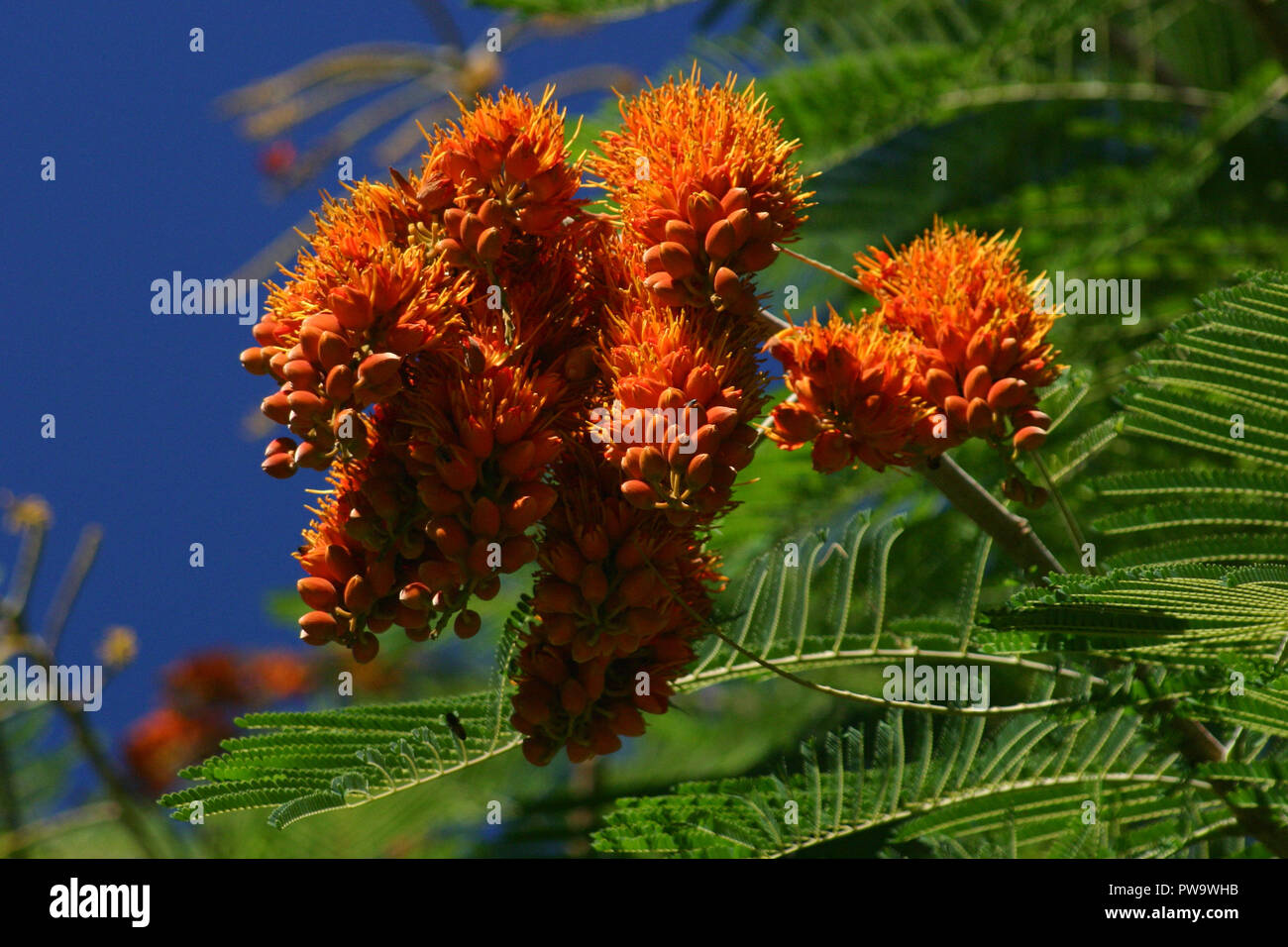 Colvillea Racemosa Glory Whip Tree Seeds - 10 Seeds By Georgiavines