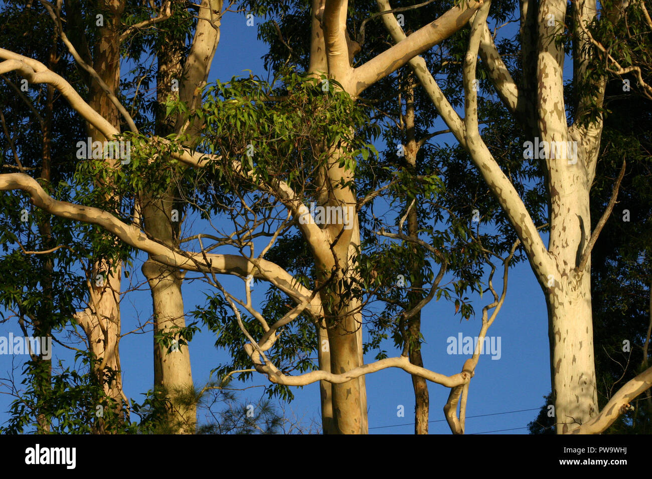 Sunset on Eucalyptus trees, rural Queensland, Australia Stock Photo