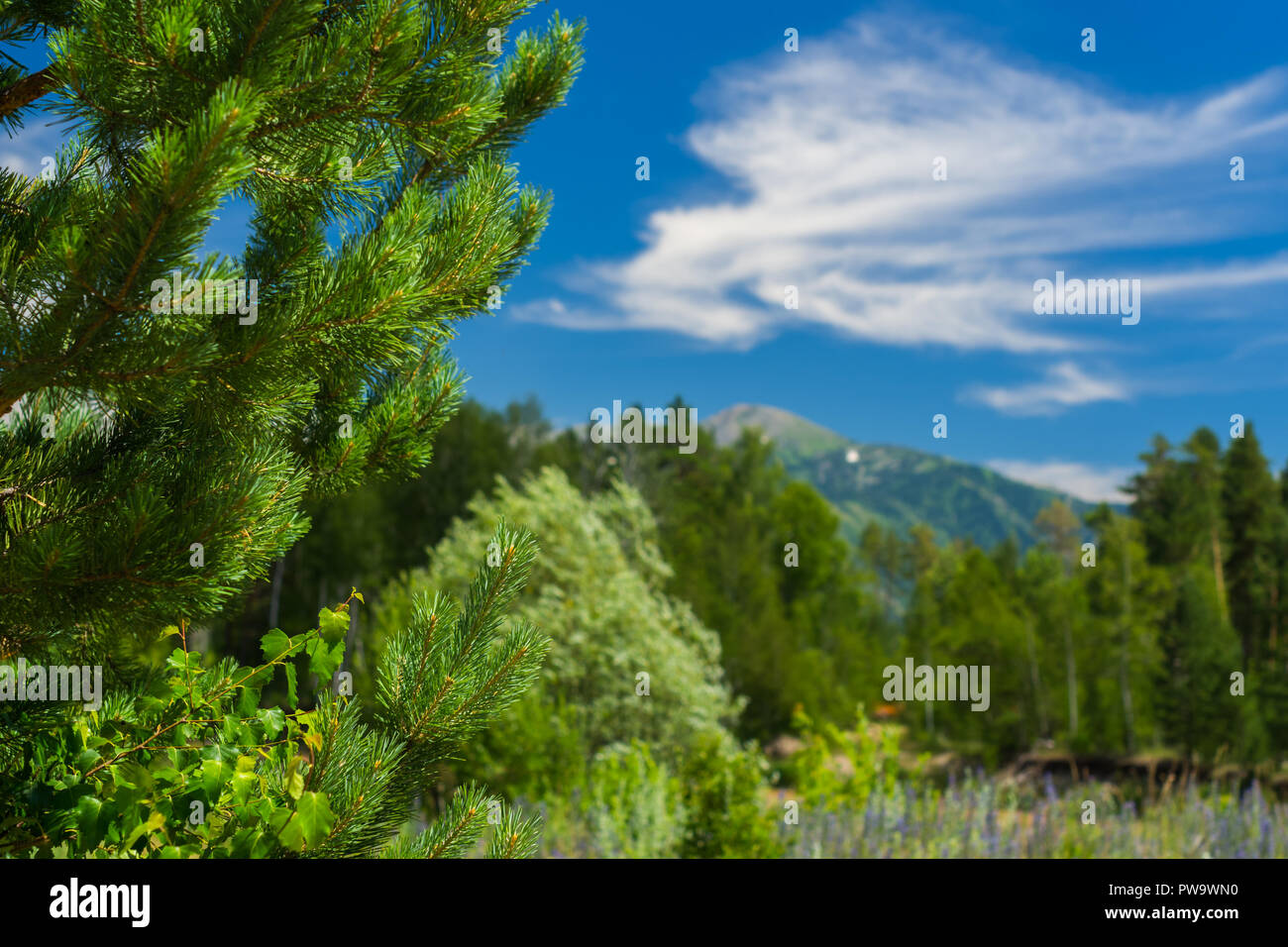 Cedar, Birch Branches, Blurred Forest, Blue Sky and White Clouds over A Mountain On A Sunny Summer Day.  Ivanovskiy Khrebet Ridge, Altai Mountains, Ka Stock Photo
