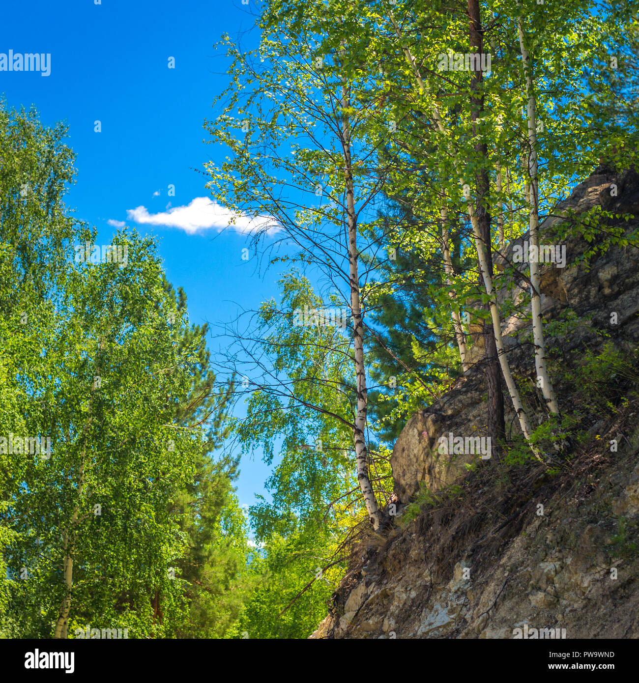 Birch Trees, Pines And Cedars Growing On A Rocky Steep Slope At Altai Mountains, Kazakhstan. Sunny Summer Day, Blue Sky And White Clouds In Background Stock Photo