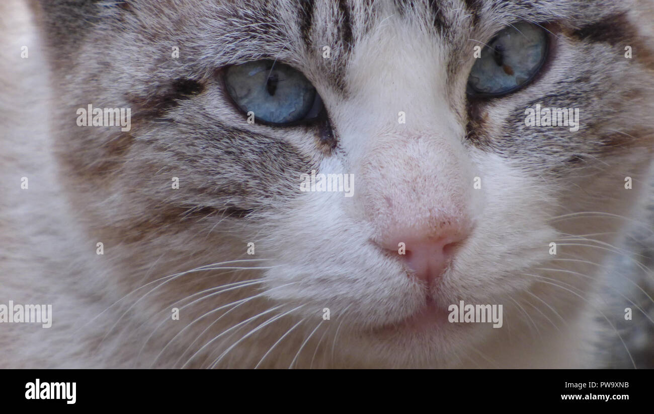 Blue Eyed Cat Face Closeup Looking into Camera Housepet Stock Photo