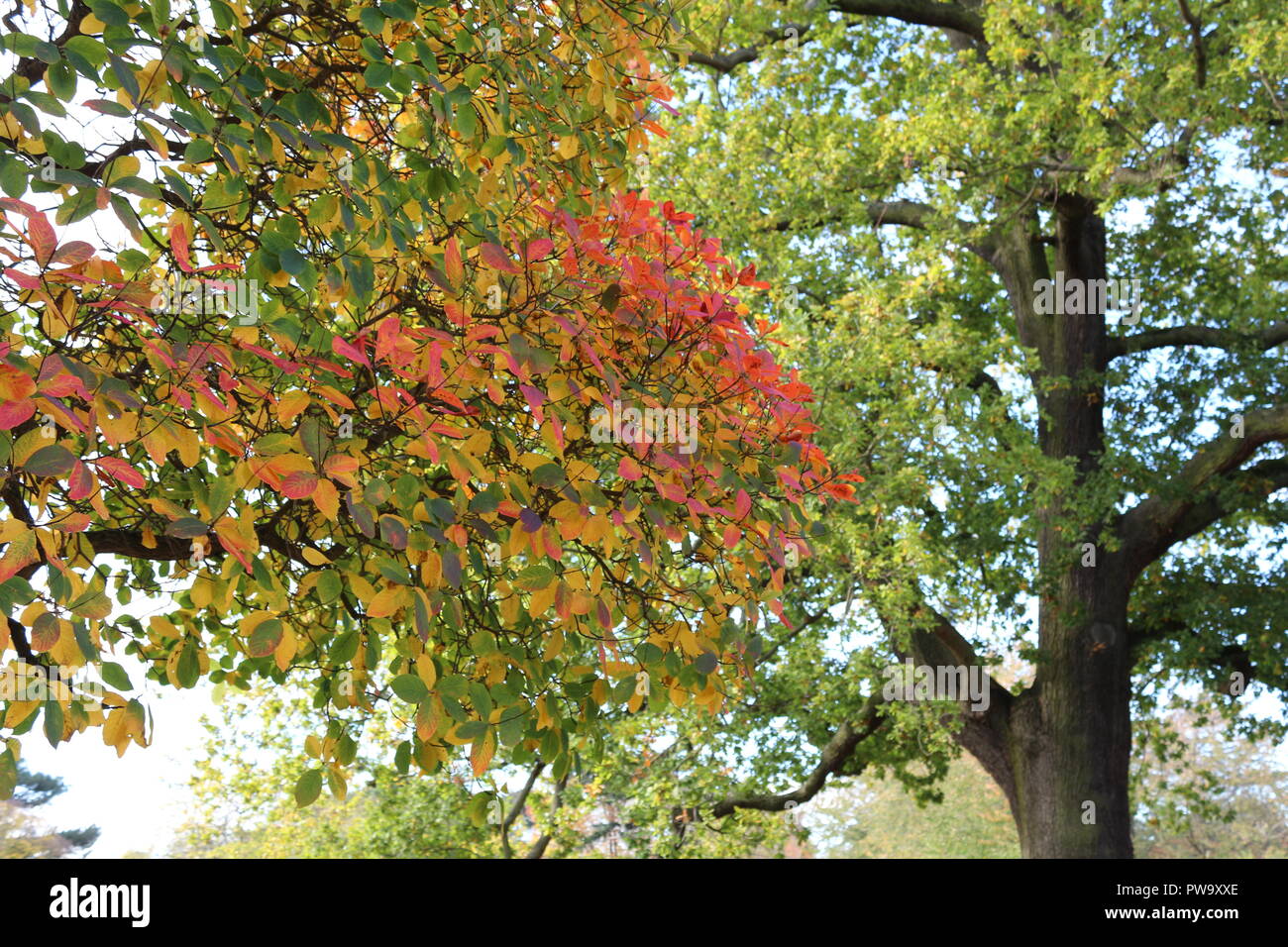 Majestic Oak High Resolution Stock Photography and Images - Alamy