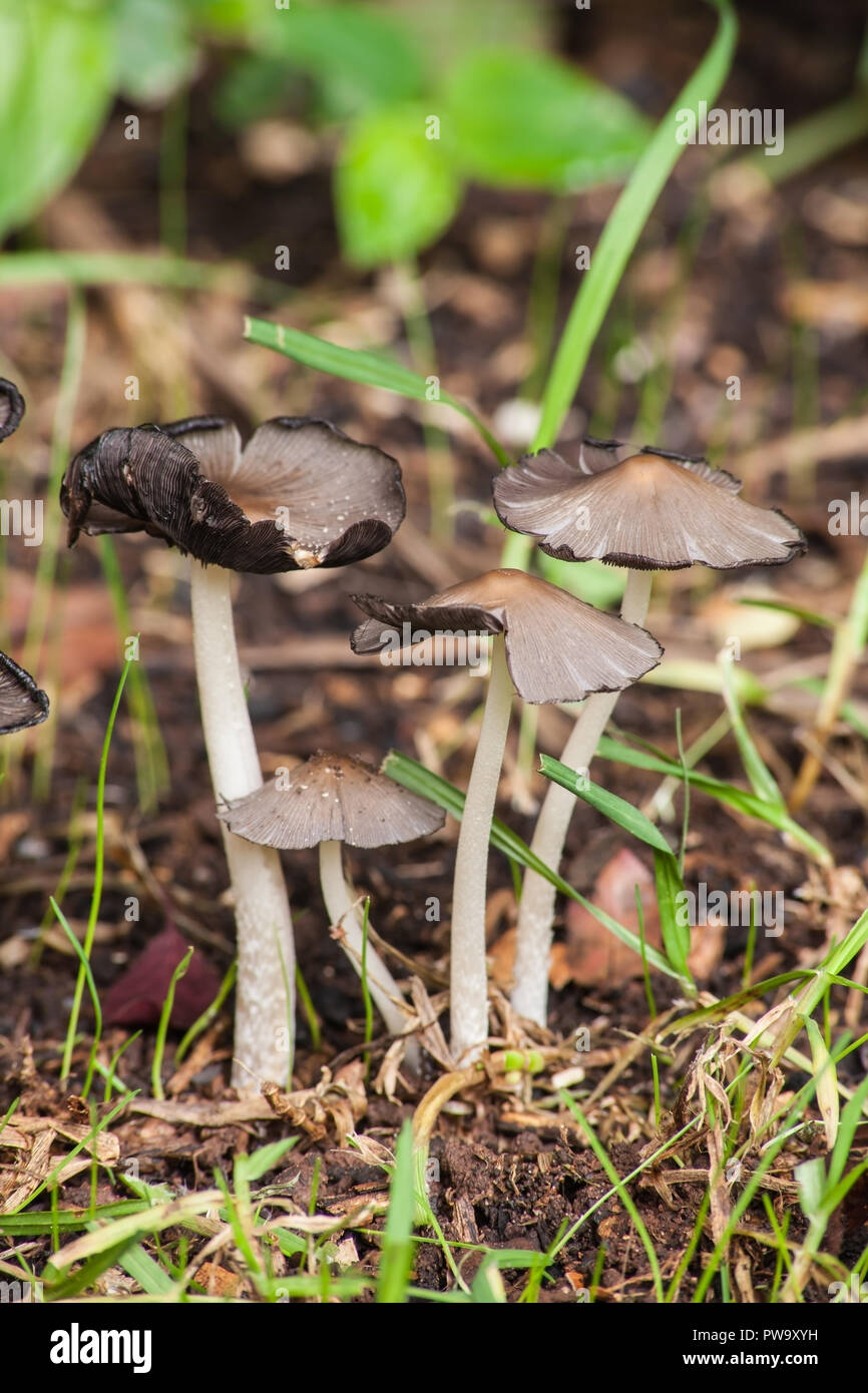 Group of small wild mushrooms 2 Stock Photo