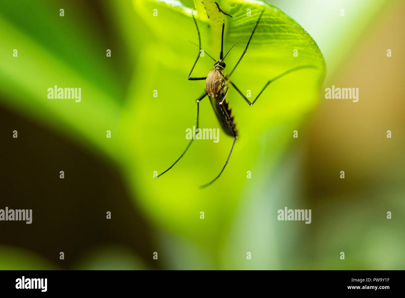 Sap Drinking Insect Dengue mosquito hi-res stock photography and images - Alamy