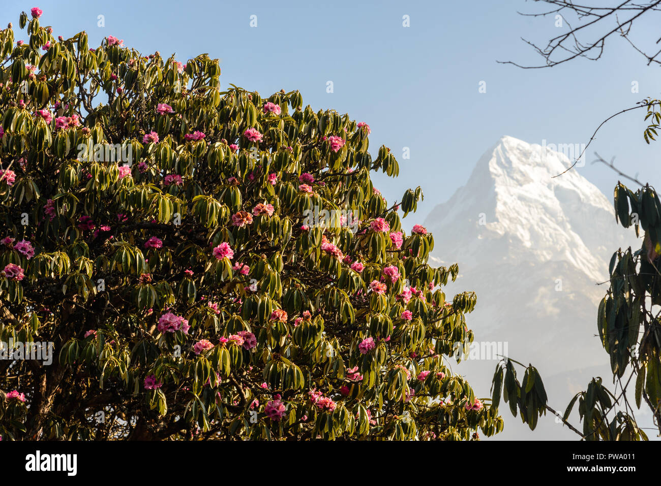 red rhododendron trees around Annapurna region, Nepal Stock Photo