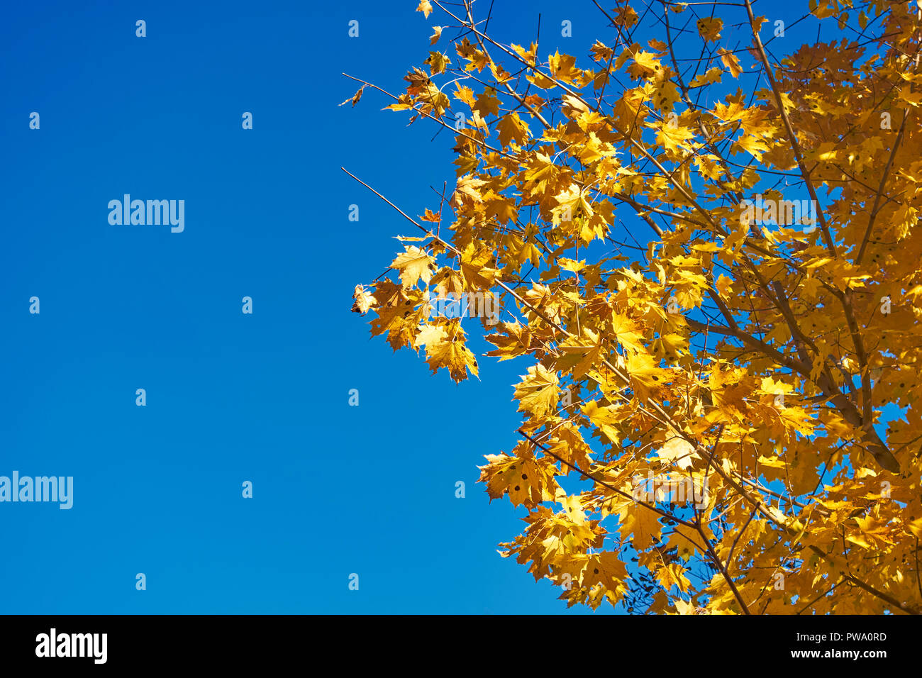 Yellow foliage of a maple tree in autumn. Bitsevski Park (Bitsa Park), Moscow, Russia. Stock Photo