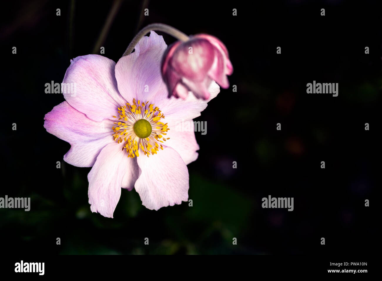 Anemone × hybrida Queen Charlotte, Anemone × hybrida Königin Charlotte.Ranunculaceae. Pink japanese anemone flower. Stock Photo