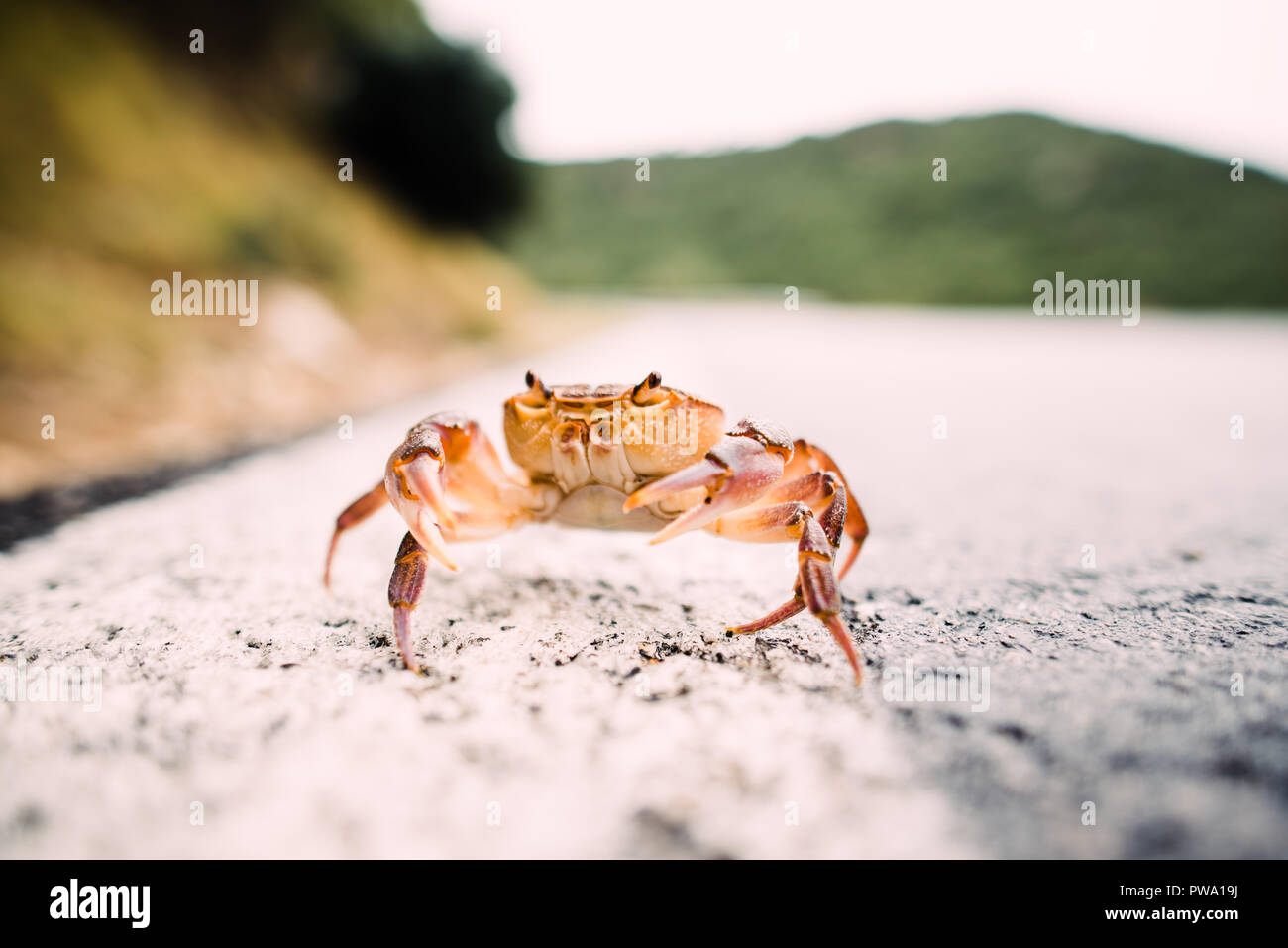 close up photography, orange and white crab in the nature with blear background, bokeh Stock Photo