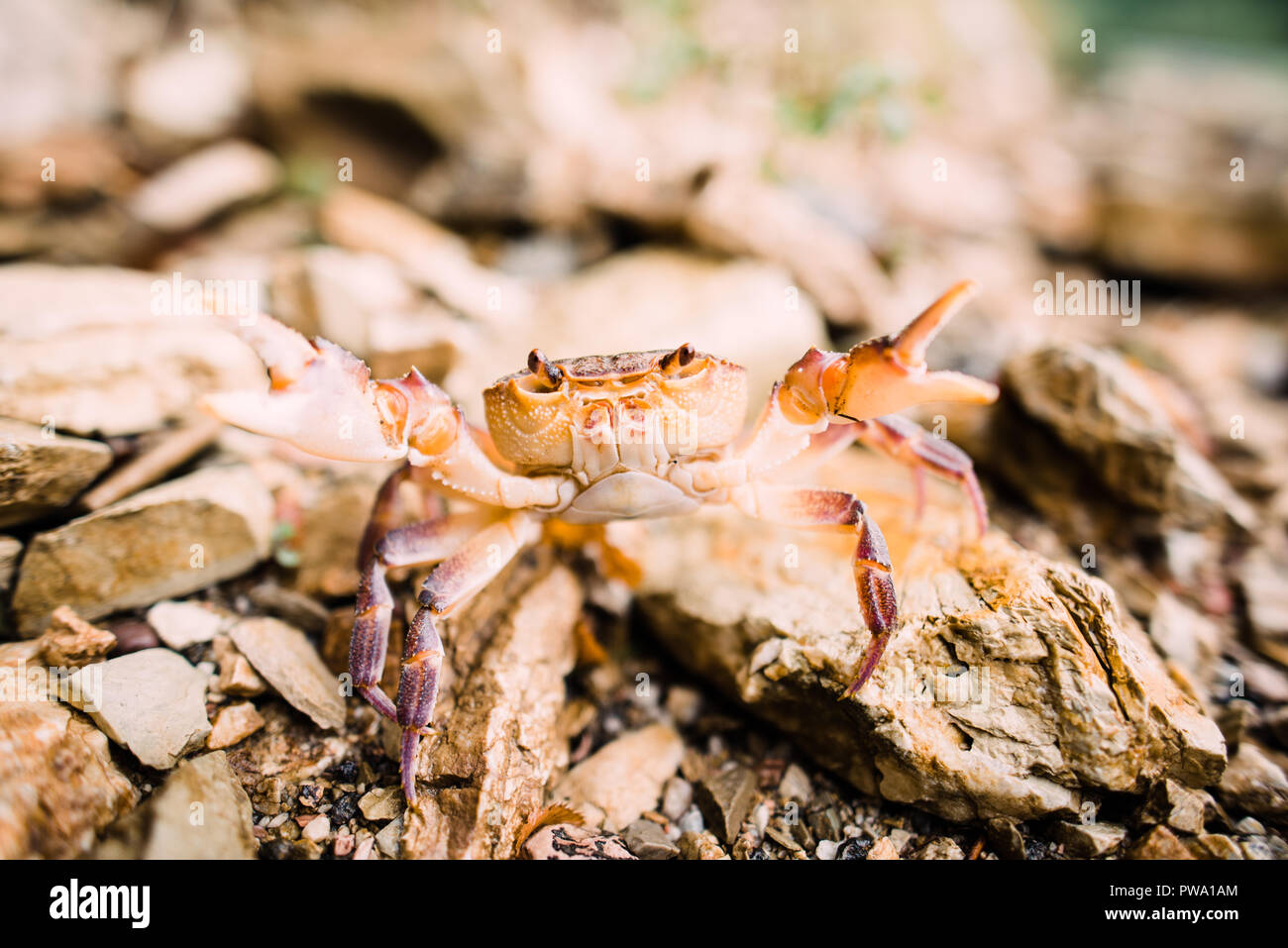 close up photography, orange and white crab in the nature with blear background, bokeh Stock Photo