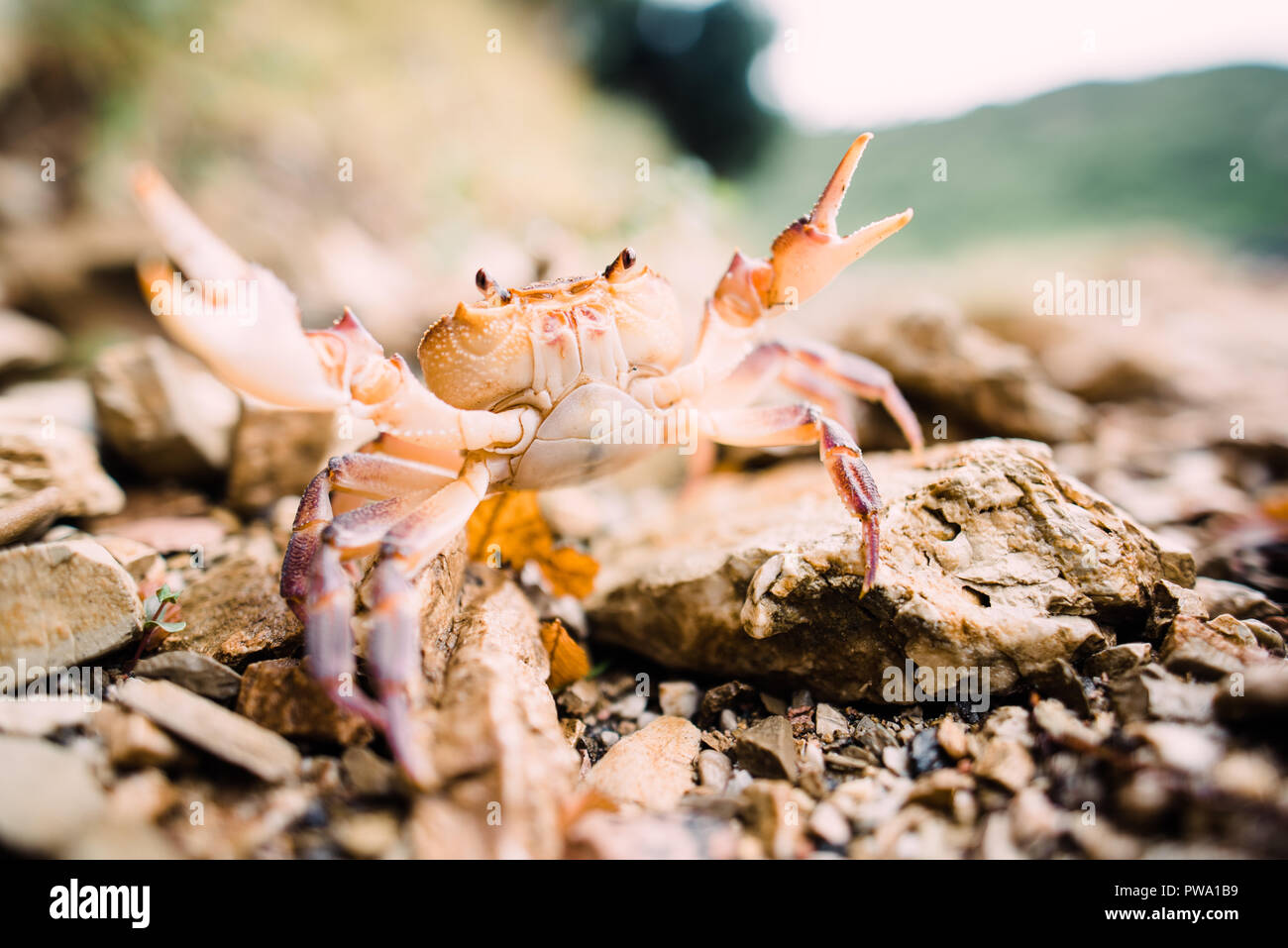 close up photography, orange and white crab in the nature with blear background, bokeh Stock Photo