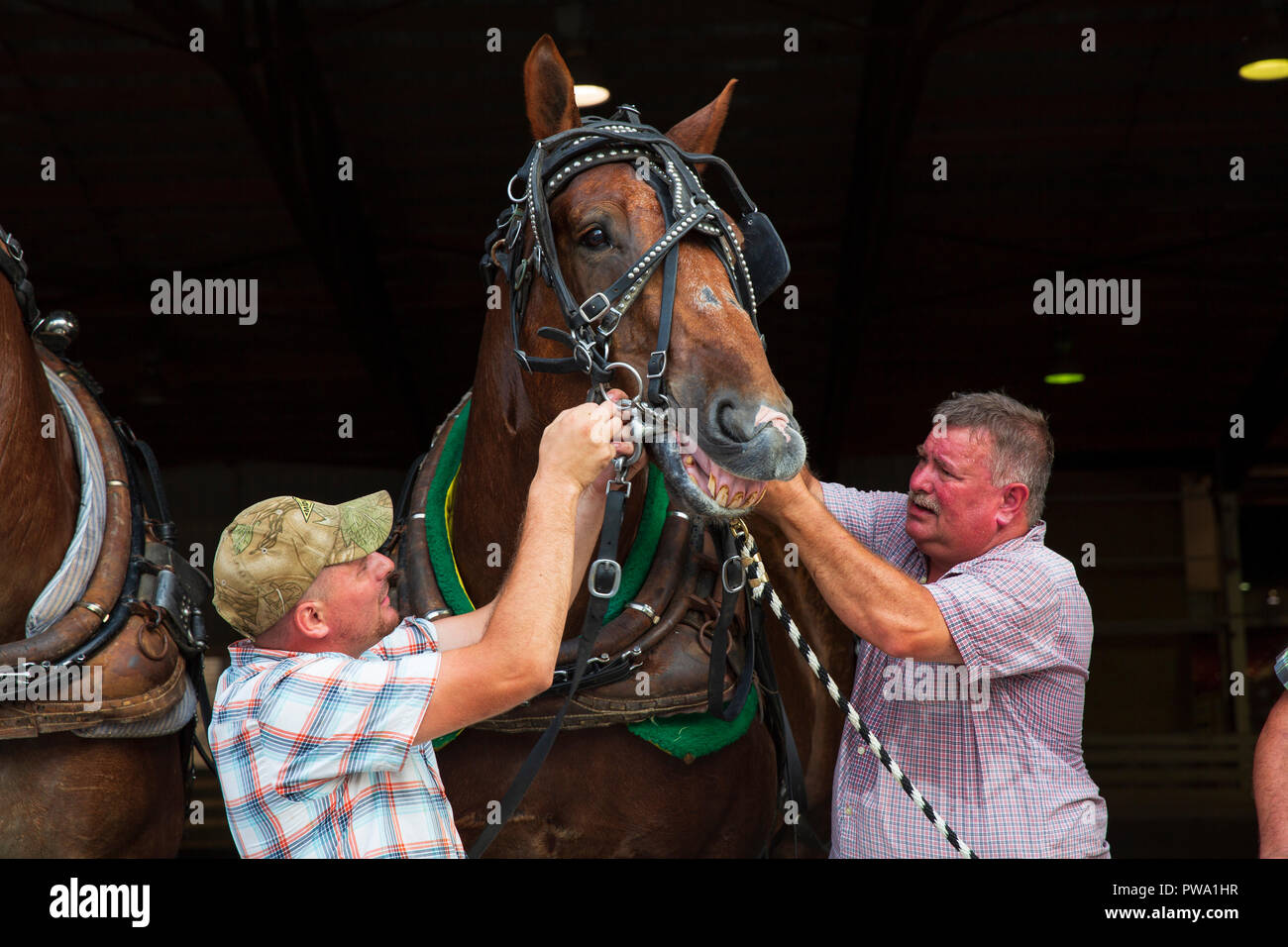 The Horse Pavilion at the Great New York State Fair, August 27, 2015. Stock Photo