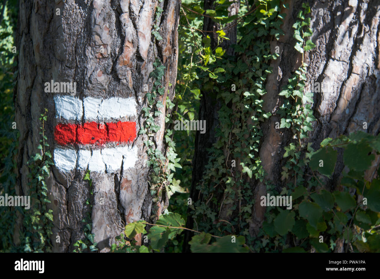 typical Swiss hiking trail marker in red and white painted on a tree Stock Photo