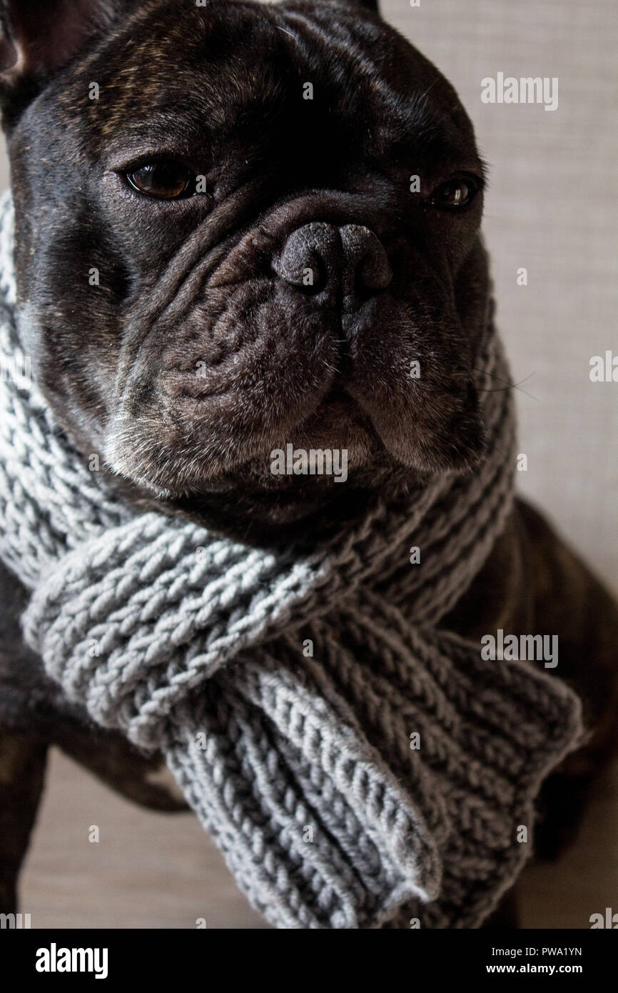 frenchie scarf
