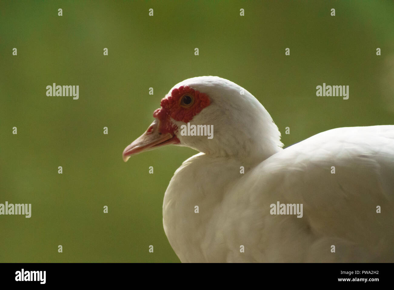 White beak duck, Mother Duck view Front Stock Photo - Alamy