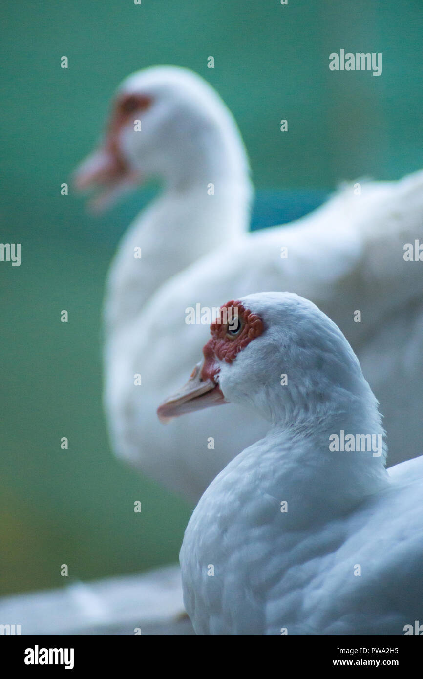 White beak duck, Mother Duck view Front Stock Photo - Alamy