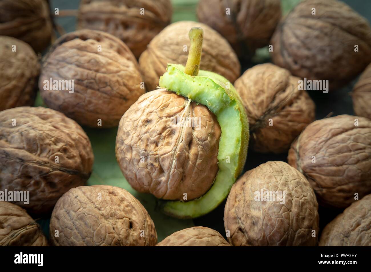 Fresh harvest of walnuts (Juglans regia) in a green shell. Shell and peel of walnuts, when are walnuts ready to pick concept Stock Photo