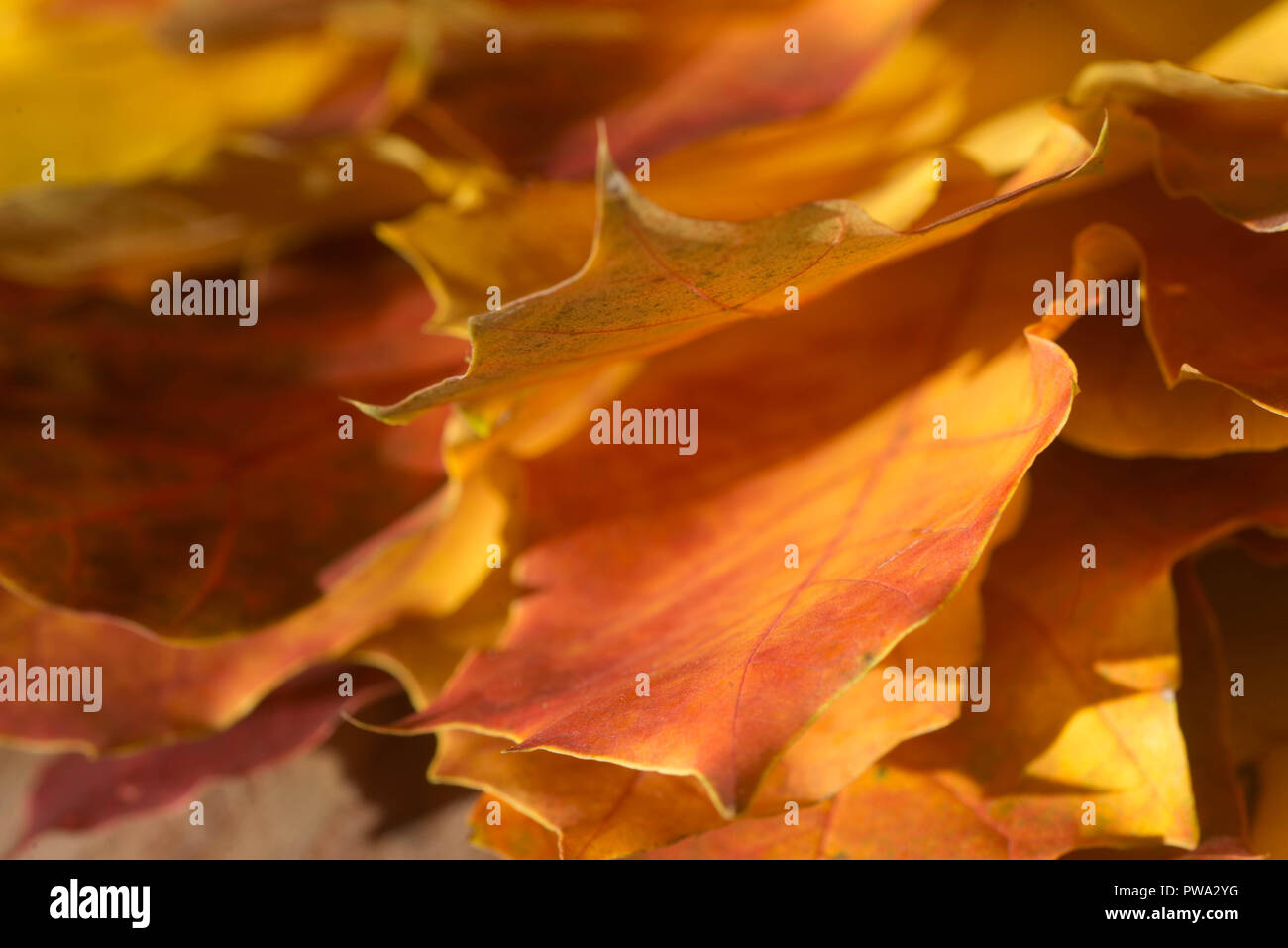 Vine maple tree leaves hi-res stock photography and images - Alamy