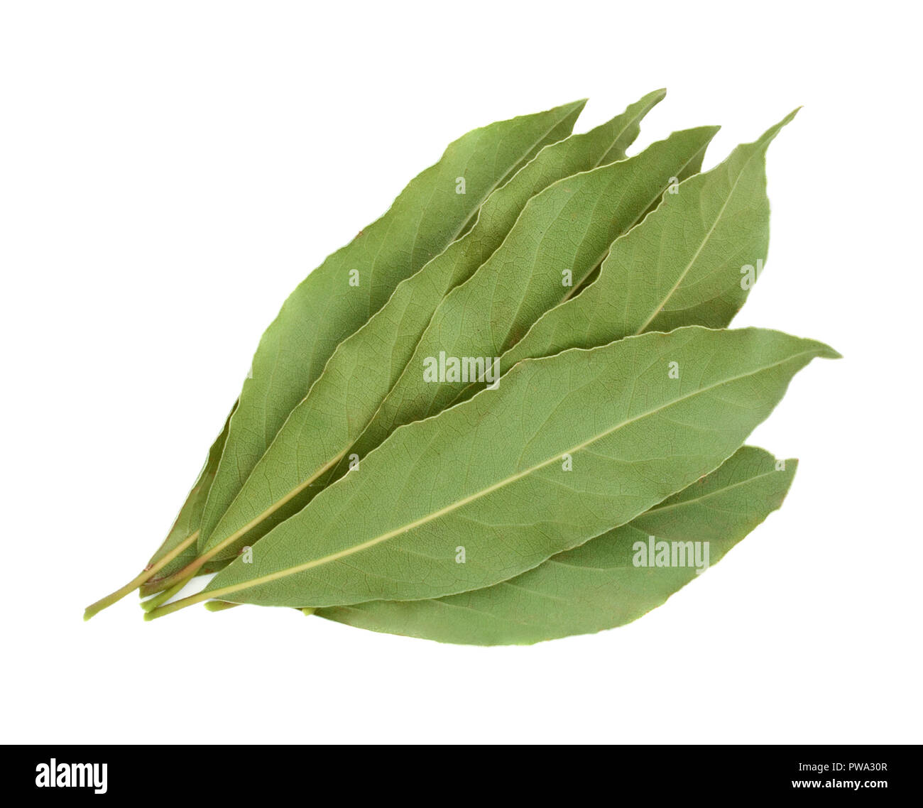 Fresh bay leaves isolated on white background Stock Photo Alamy