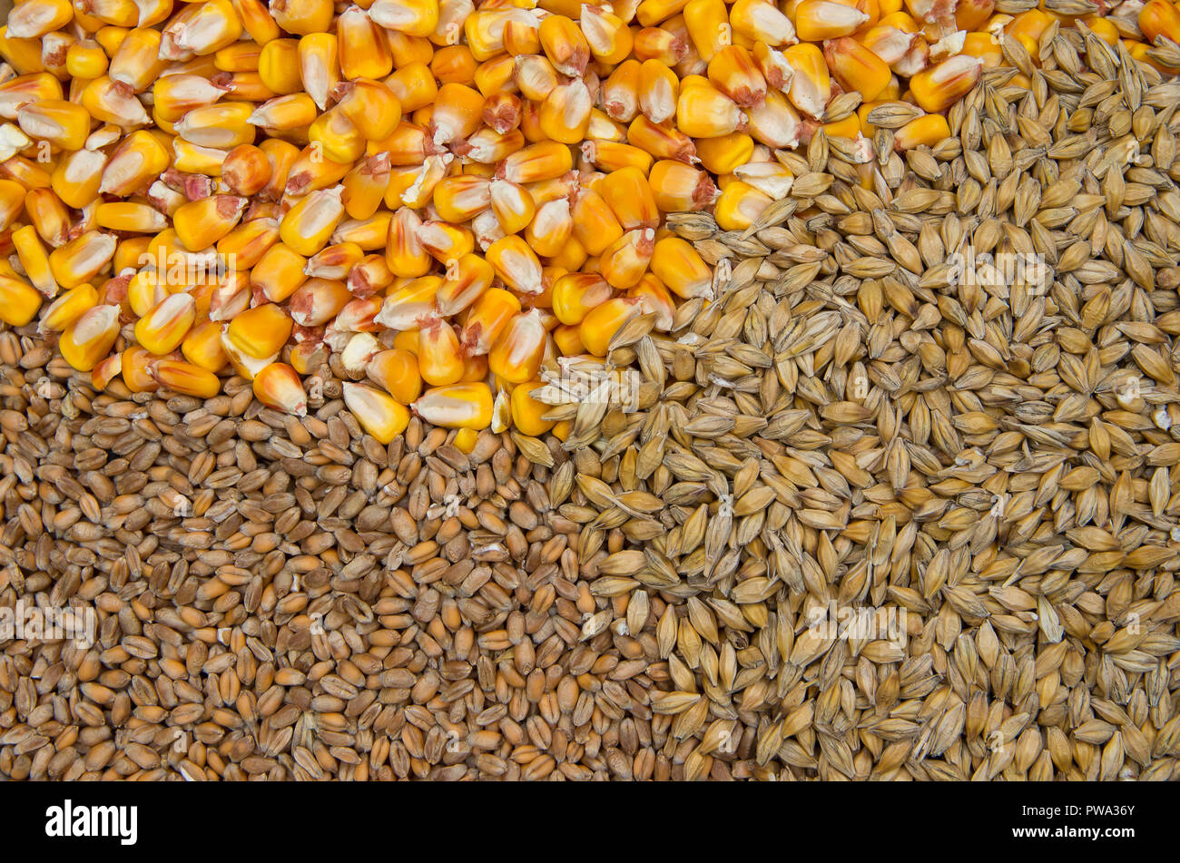 wheat, barley and maize Stock Photo