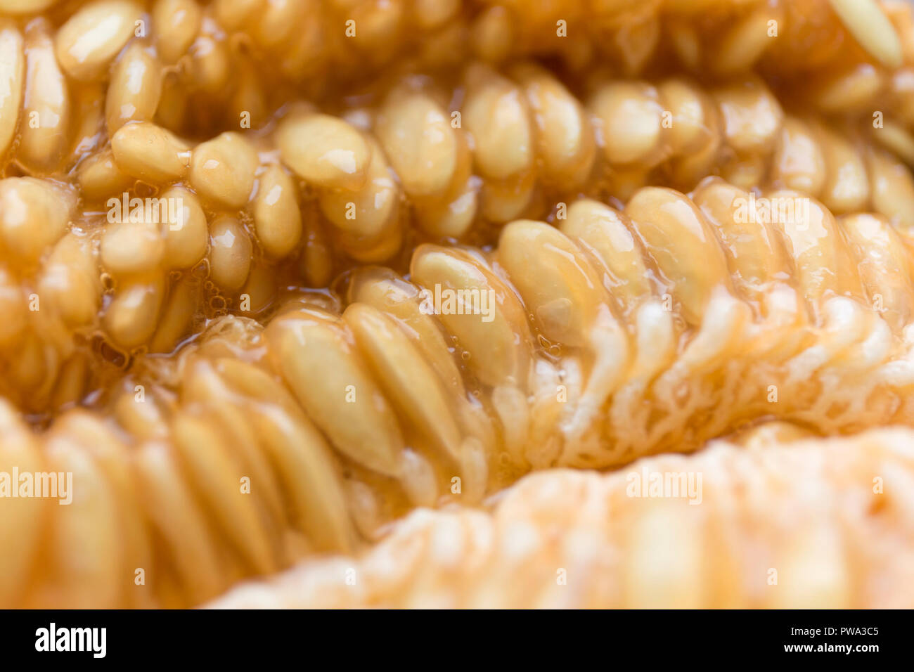 Closeup melon seeds texture. Macro cantaloupe seeds Stock Photo Alamy