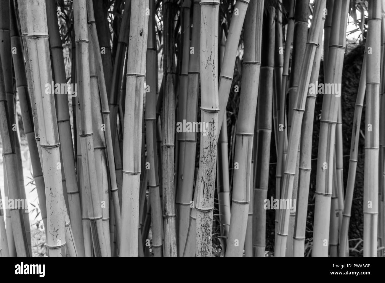 Black background shoots Black and White Stock Photos & Images - Alamy