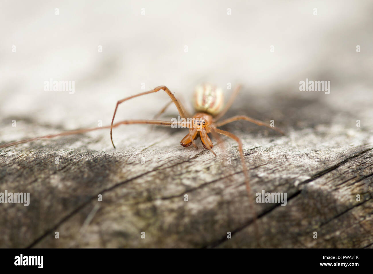 Spiders are airbreathing arthropods that have eight legs Stock Photo