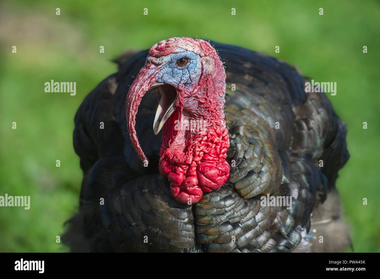 Domestic Turkey, Meleagris Gallopavo, portrait in closeup, camera eye view Stock Photo