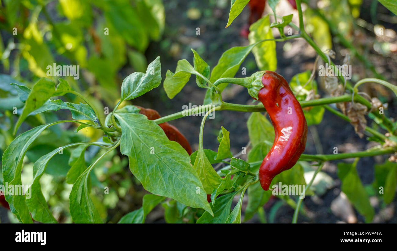 Red Padron Peppers closeup 1. Stock Photo