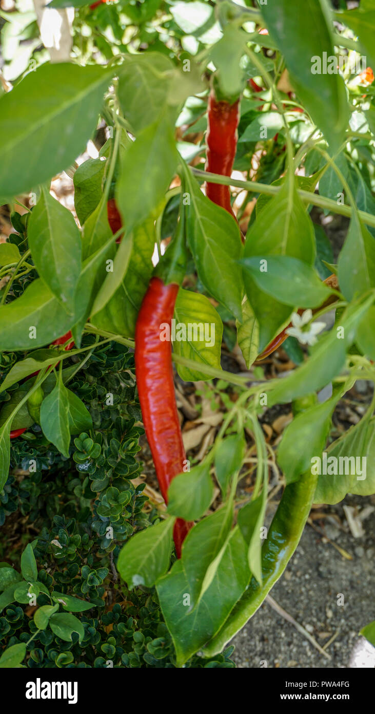 Thai chilli peppers closeup 1. Stock Photo