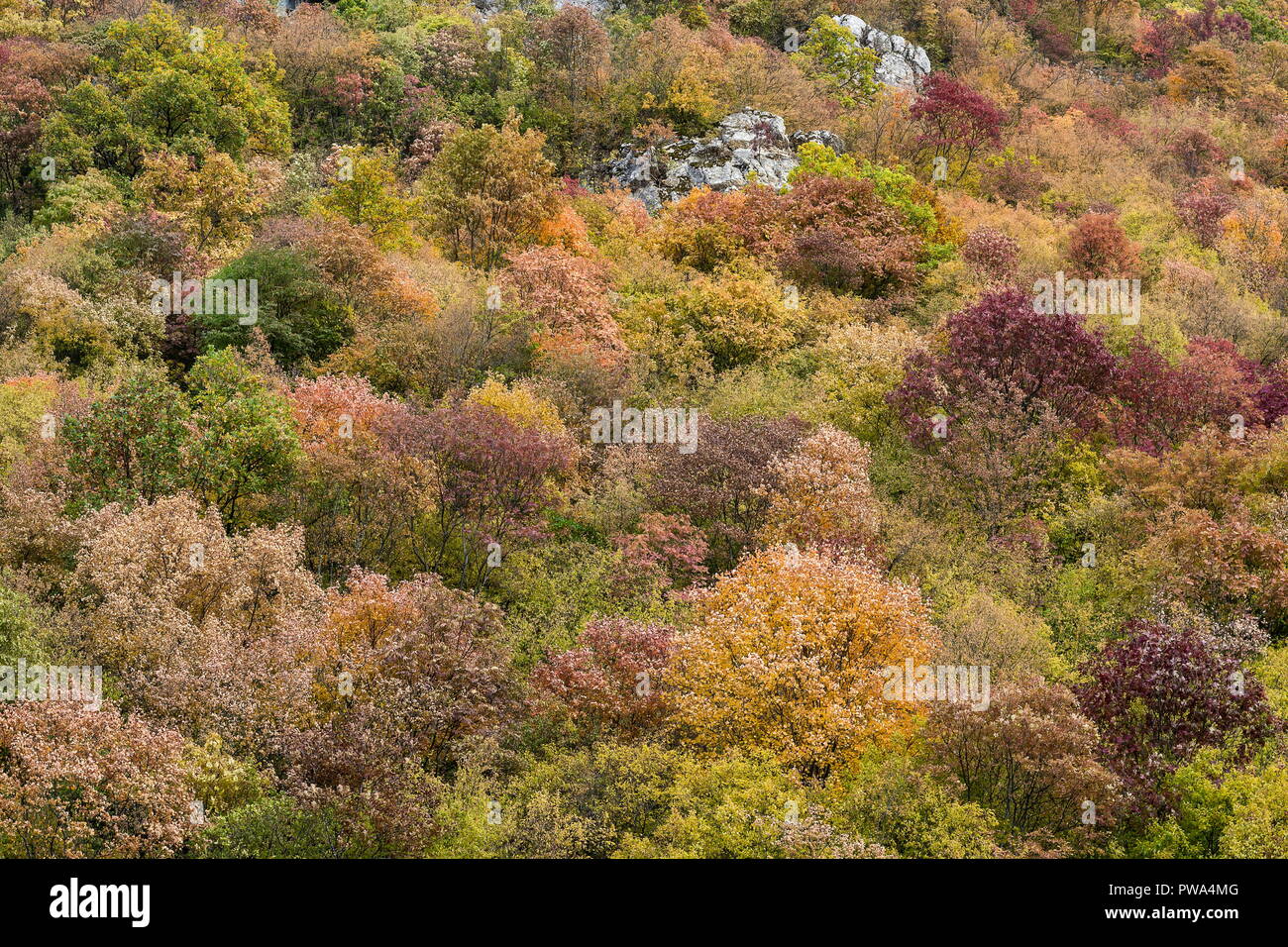 Amazing colors of autumn forest on the rocky mountain close-up Stock ...