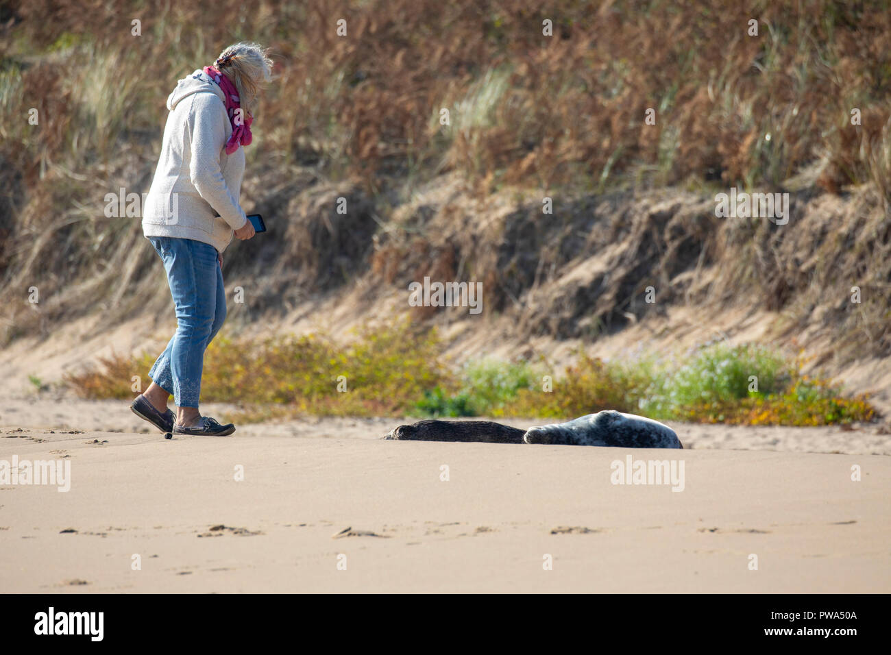 A woman person disturbing a young seal pup on a beach walking close to it in pursuit of taking a photograph with her mobile phone, Barafundle Bay Stock Photo
