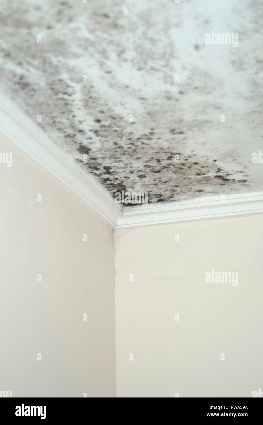 Mildew Mold Damage House Ceiling Corner Stock Photo