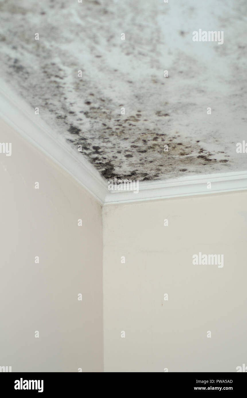 Mildew Mold Damage House White Wall Ceiling Corner Stock