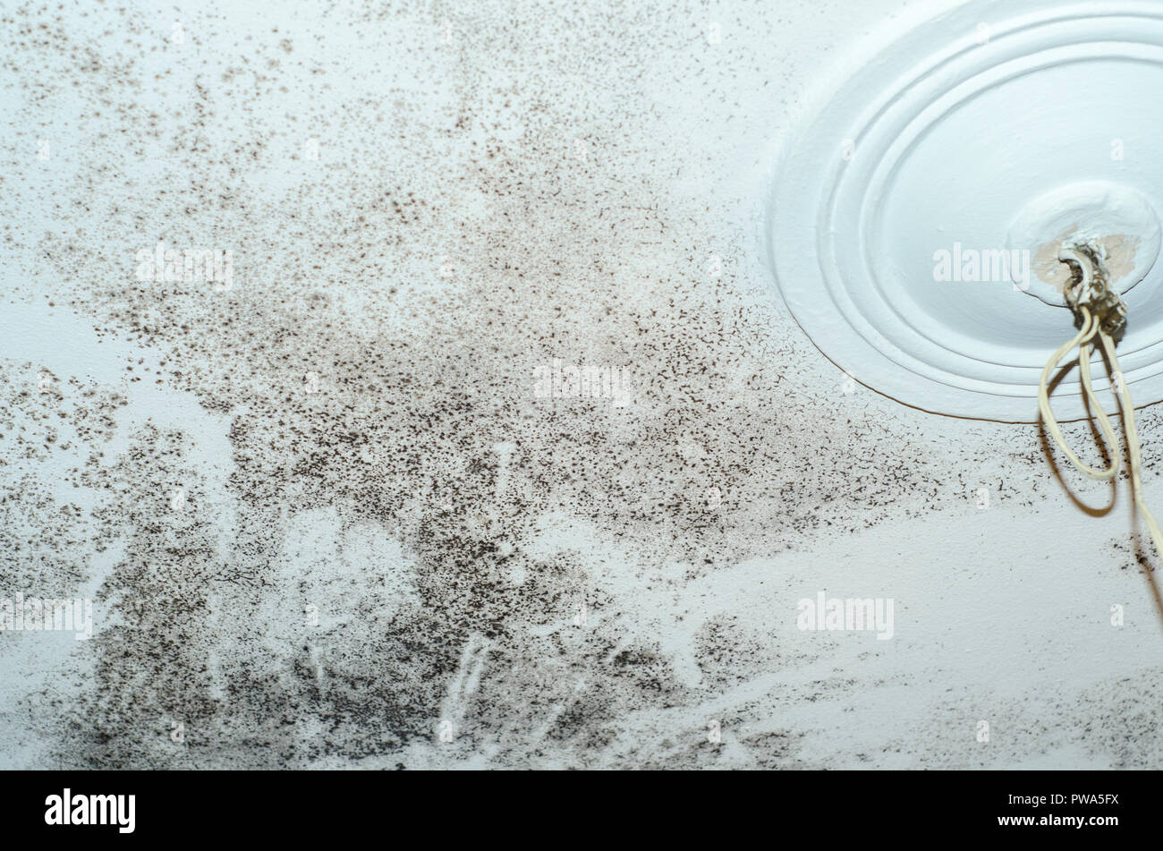 Mildew Mold Damage House Ceiling Stock Photo 222114702 Alamy