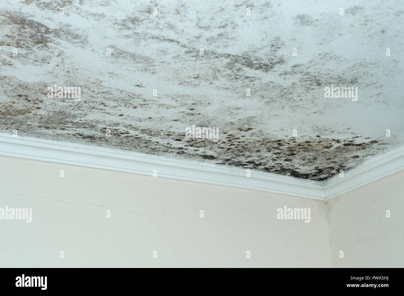 Mildew Mold Damage House Ceiling Stock Photo 222114750 Alamy