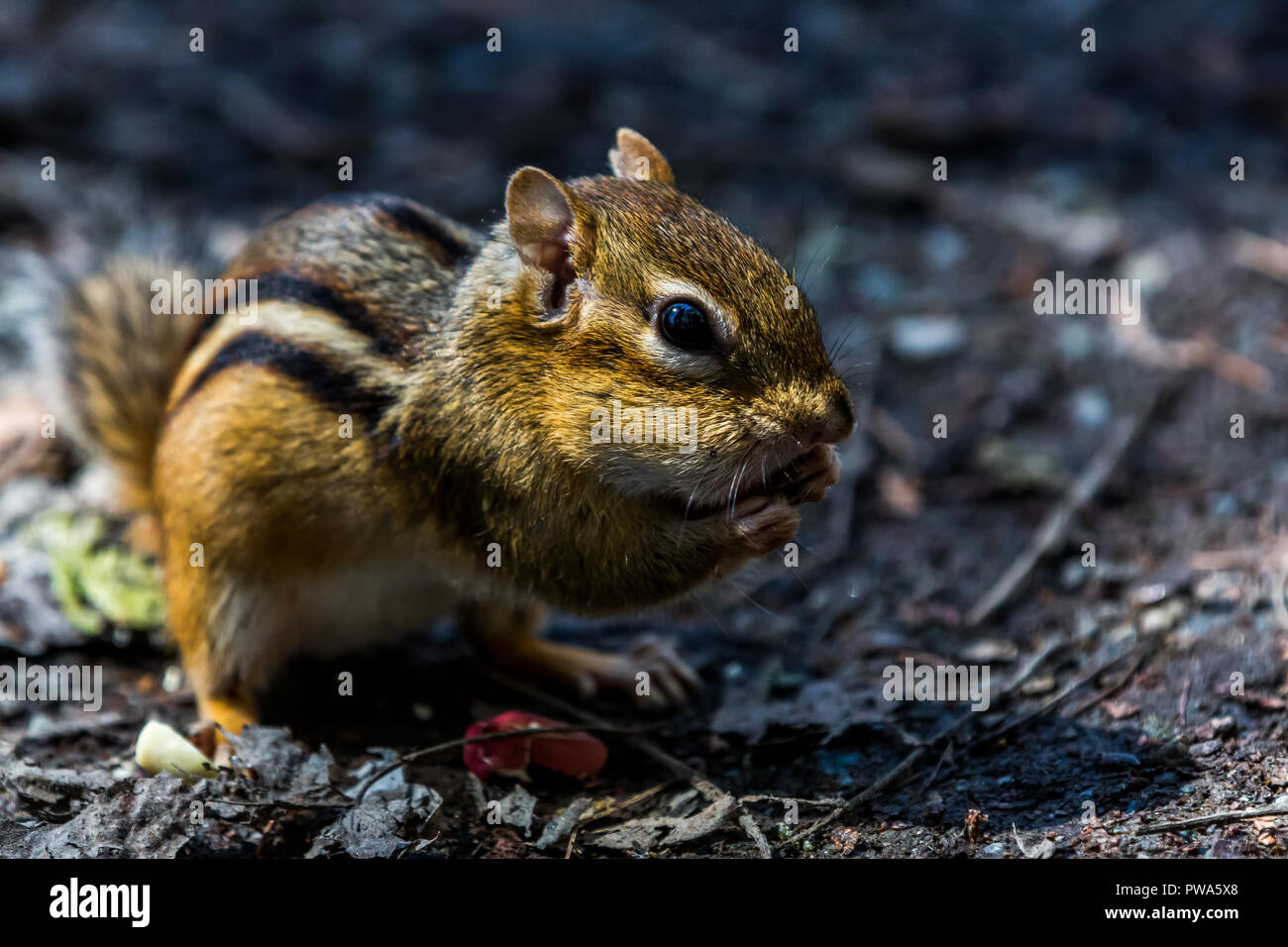 Cute chipmunk eating in the woods. Taken with a Canon 5D Mark 3 and  Canon 100-400mm L IS II USM Stock Photo