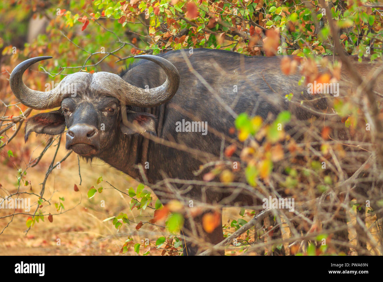 Closeup of African buffalo, Syncerus caffer, in habitat nature, dry season. Kruger National Park in South Africa. The Cape buffalo is a large African bovine part of popular Big Five. Stock Photo