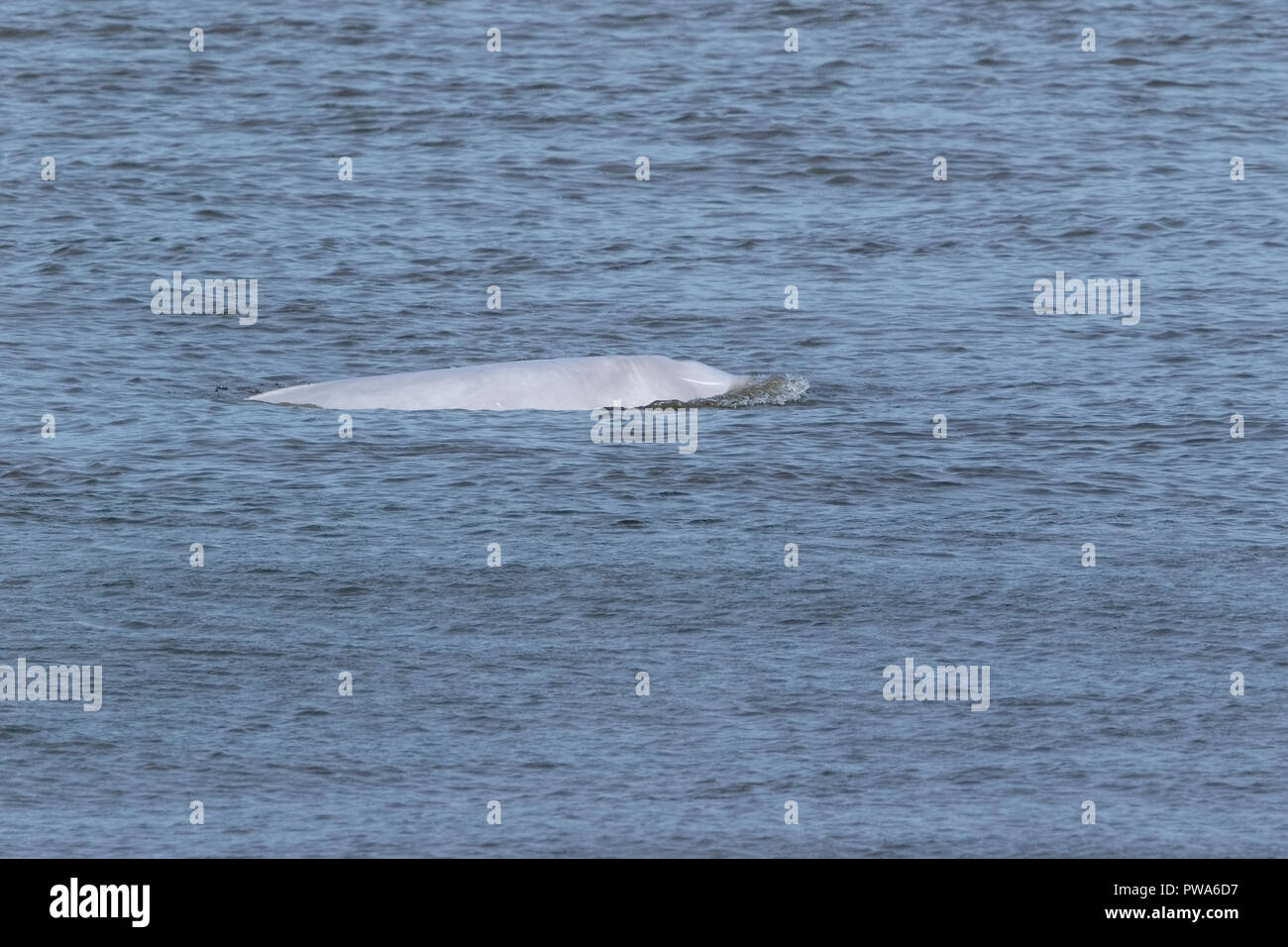 beluga whale swimming in River Thames, London, England Stock Photo - Alamy