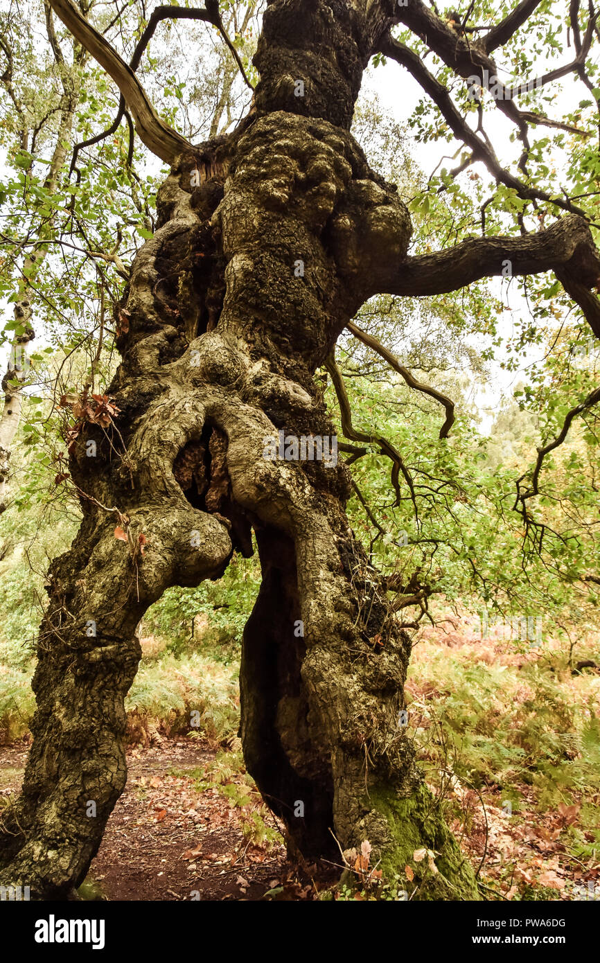 Cannock Chase, Staffordshire, 13th October 2018. Storm Callum uproots