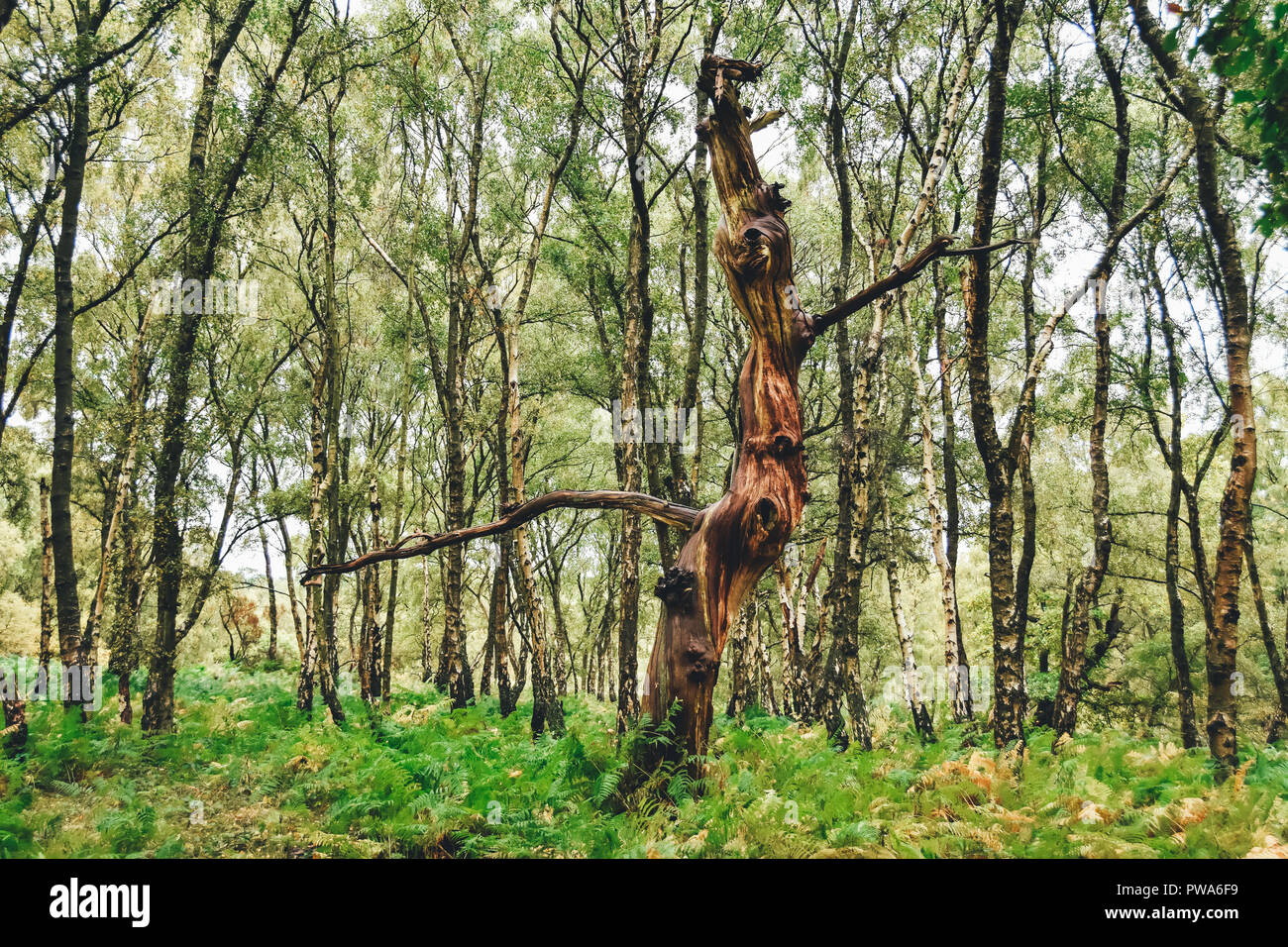Cannock Chase ancient old oak trees found near Brocton, Staffordshire